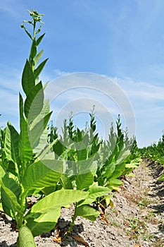 Tobacco Farm in a Village