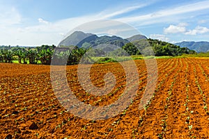 Tobacco farm in Vinales, Cuba. Pinar del Rio photo