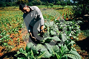 A tobacco farmer checks his leaves in Vinales, Cuba.