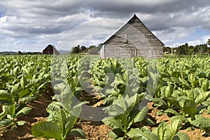 Tobacco farming on Cuba photo