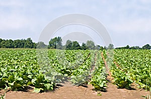 Tobacco Field