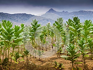 Tobacco field