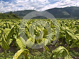 Tobacco field