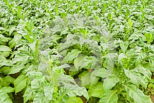 Tobacco Field