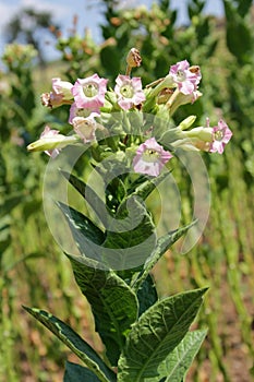 Tobacco field