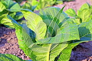 Tobacco Field