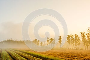 Tobacco field