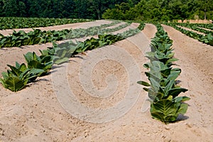 Tobacco Field