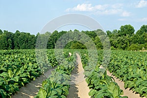 Tobacco Field