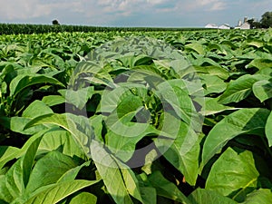 A tobacco field in daylight