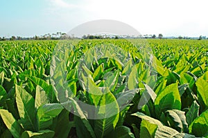 Tobacco field