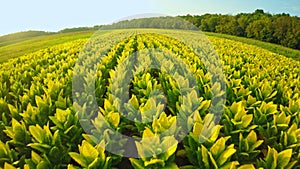 Tobacco field in Kentucky