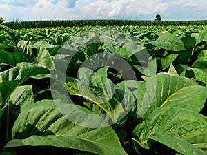 Tobacco plants with a corn field in the background