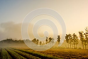 Tobacco field