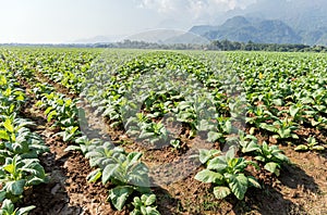 Tobacco field with natural background