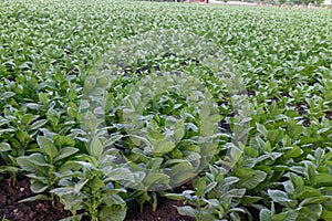 Tobacco field from north of Nicaragua