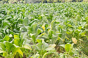 Tobacco field plantation