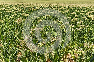 Tobacco field