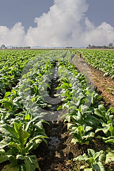 Tobacco field with sky, Agriculture in Asia