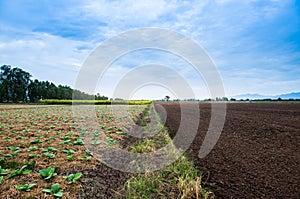 Tobacco field with sunlight