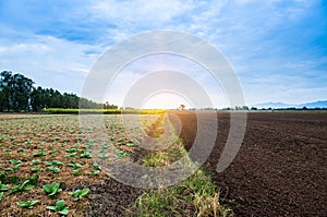 Tobacco field with sunlight