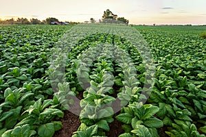 Tobacco field, Tobacco big leaf crops growing in tobacco plantation field photo