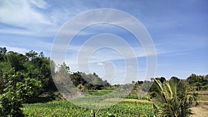 Tobacco field between the valley and hill