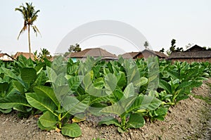 Tobacco field in a village