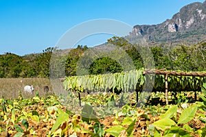 Tobacco field in Vinales valley in Cuba