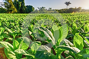 Tobacco Field - Vinales Valley, Cuba