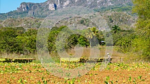Tobacco field in Vinales valley in Cuba