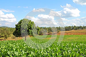 Tobacco fields