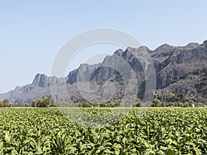Tobacco fields and mountains of Konglor
