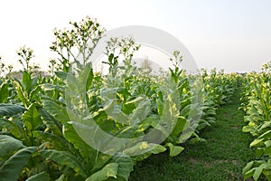 Tabaco campo planta de tailandia 