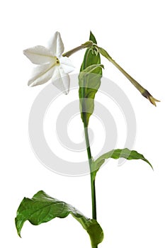 Tobacco flower