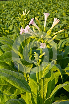 Tobacco flower