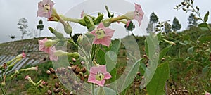 tobacco flower beautiful Aceh Gayo lues