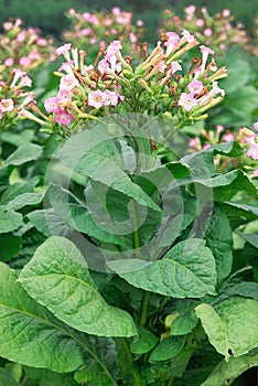 Tobacco flower