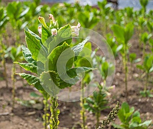 Zelený tabák květina rostlina 