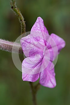 Tobacco flower Nicotiana alata