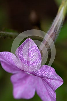 Tobacco flower Nicotiana alata