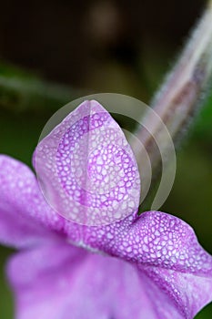 Tobacco flower Nicotiana alata