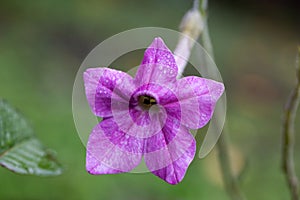 Tobacco flower Nicotiana alata