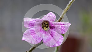 Tobacco flower Nicotiana alata