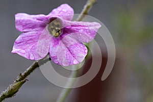 Tobacco flower Nicotiana alata