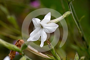 Tobacco flower Nicotiana alata