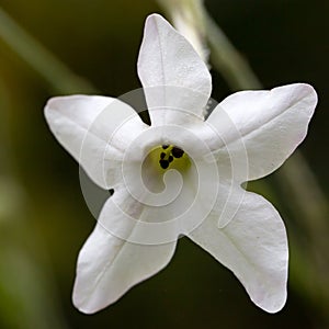 Tobacco flower Nicotiana alata