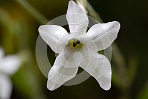 Tobacco flower Nicotiana alata