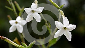 Tobacco flower Nicotiana alata