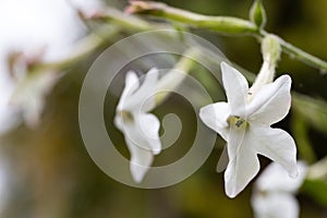 Tobacco flower Nicotiana alata